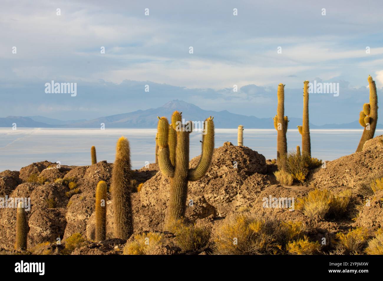 View of giant cacti on rocky Isla Incahuasi with the vast white expanse of the Uyuni Salt Flats in the background, Bolivia. Stock Photo