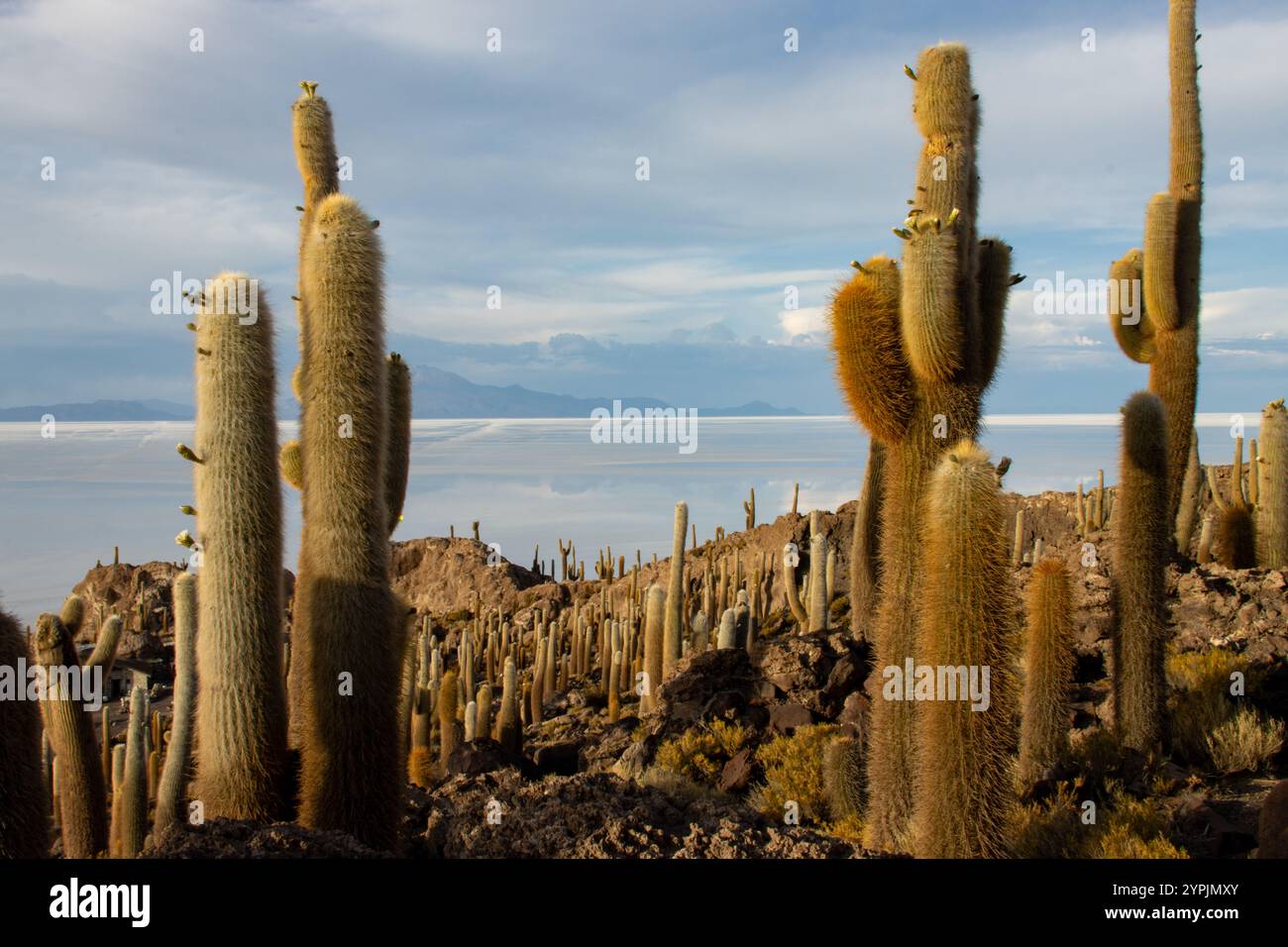 View of giant cacti on rocky Isla Incahuasi with the vast white expanse of the Uyuni Salt Flats in the background, Bolivia. Stock Photo