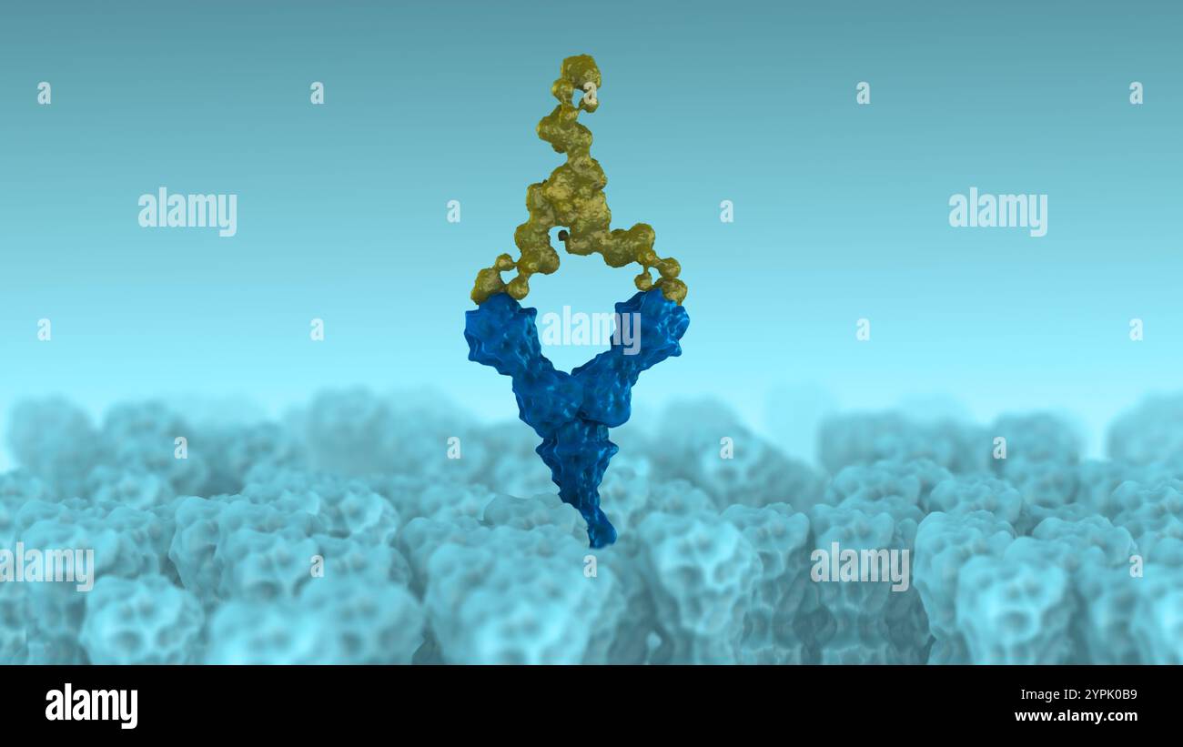 Receptor Binding by Antibodies Regulating Cellular Activity Stock Photo