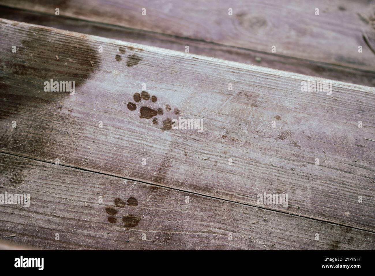 Cat paws print on wooden background. Animal footprint on wooden porch. Animal tracking. Kitty tracks on old wood background. Pet walking. Cat steps Stock Photo