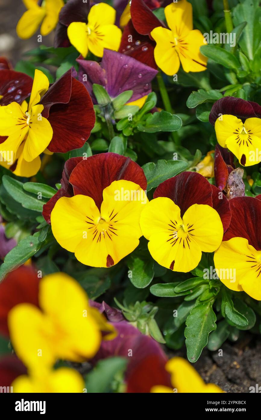 Viola cornuta F1 Rocky Series Yellow with Red Wing Stock Photo