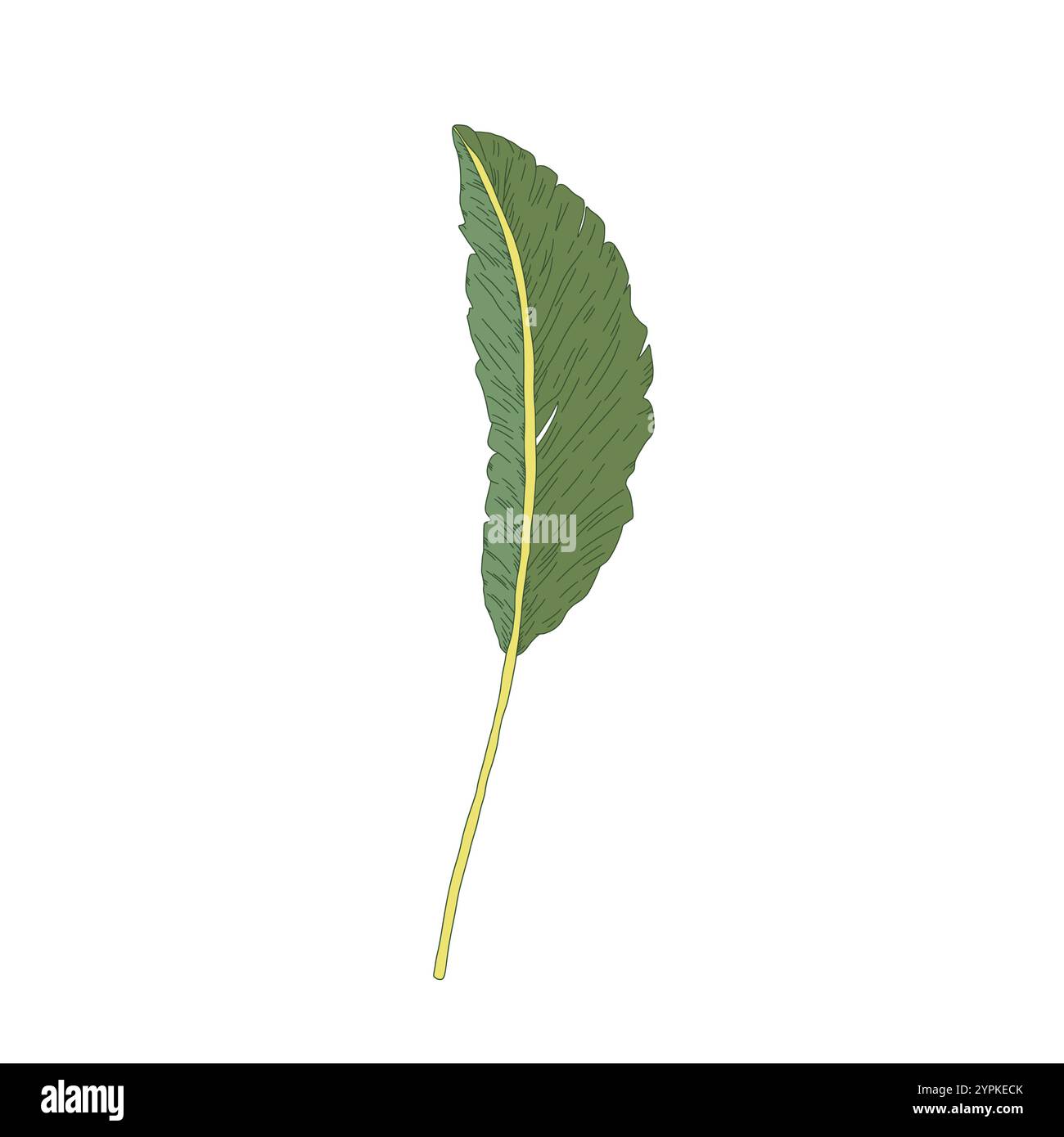 Tropical banana leaf isolated on white background. Vector hand drawn ...