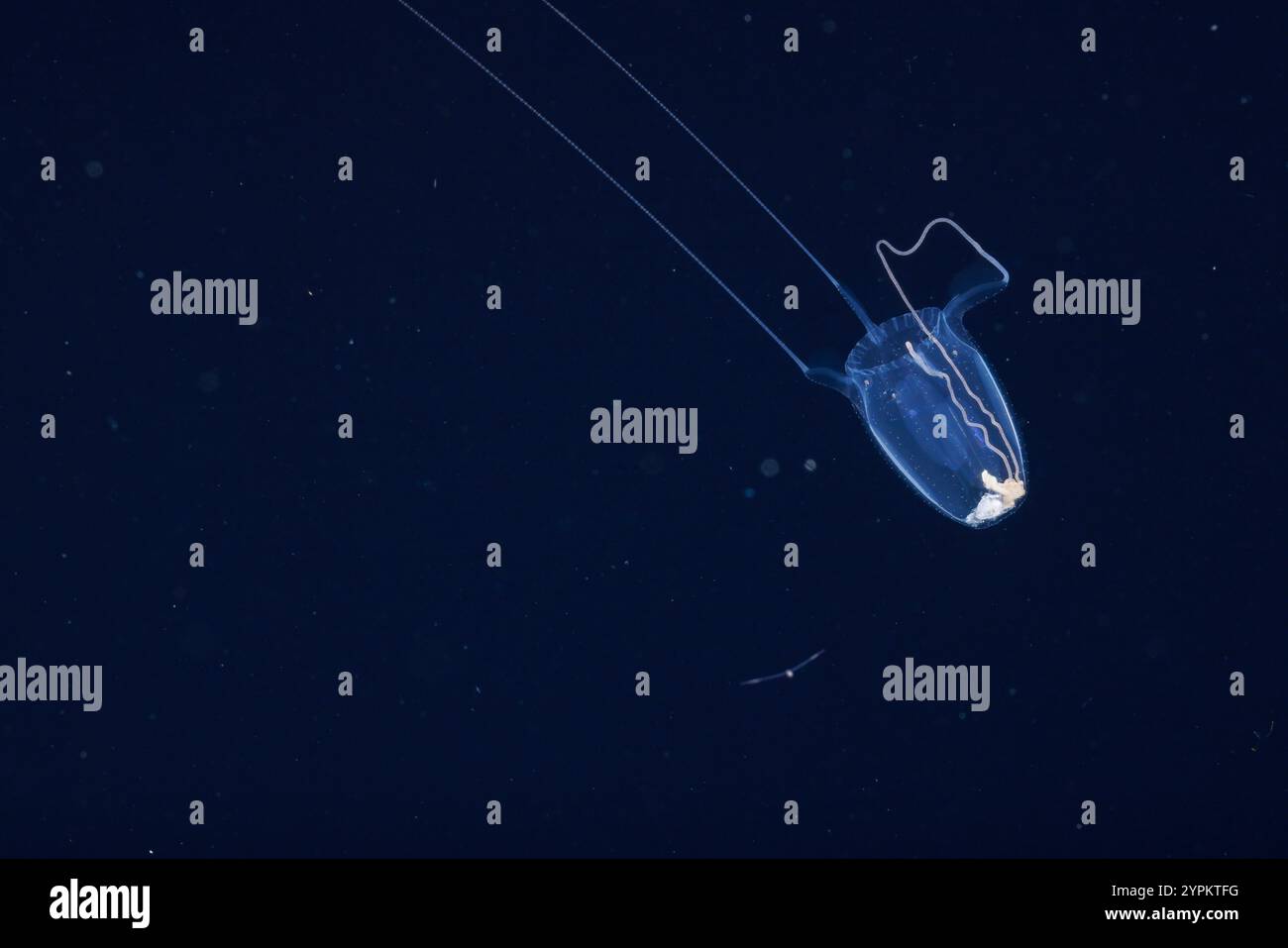 This winged box jellyfish, Alatina alata, has captured prey and its ...