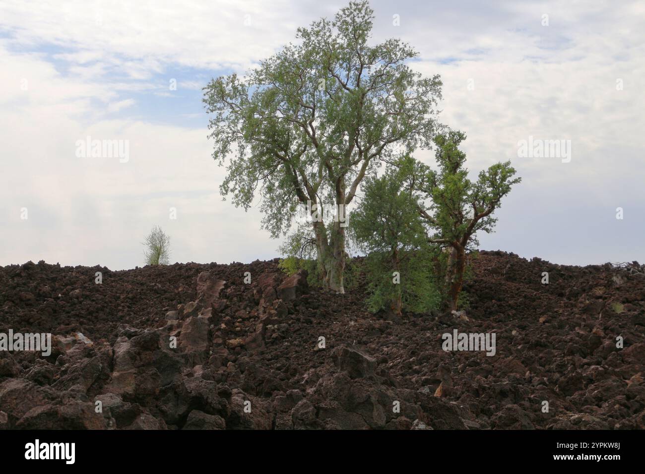 Tree growing on a AA lava field of the Tres Vírgenes volcano Stock ...