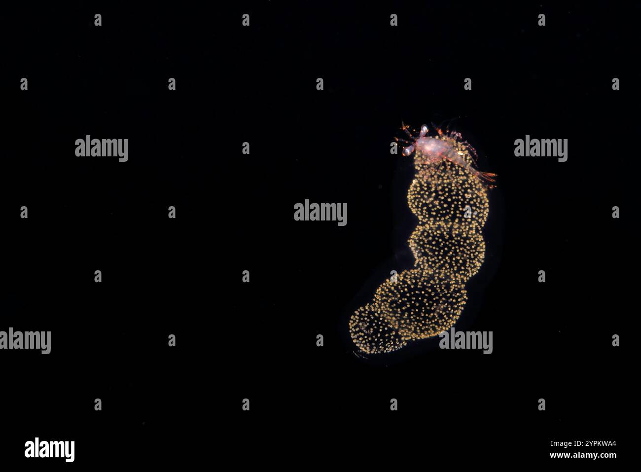 This larval shrimp is hitching a ride on a radiolarian colony and was photographed during a blackwater drift dive, in open ocean at 50 feet with botto Stock Photo