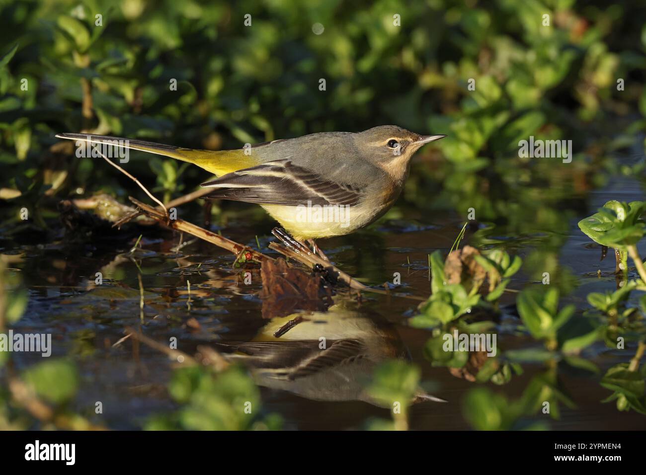 Grey Wagtail (Motacilla cinerea) in winter plumage Stock Photo