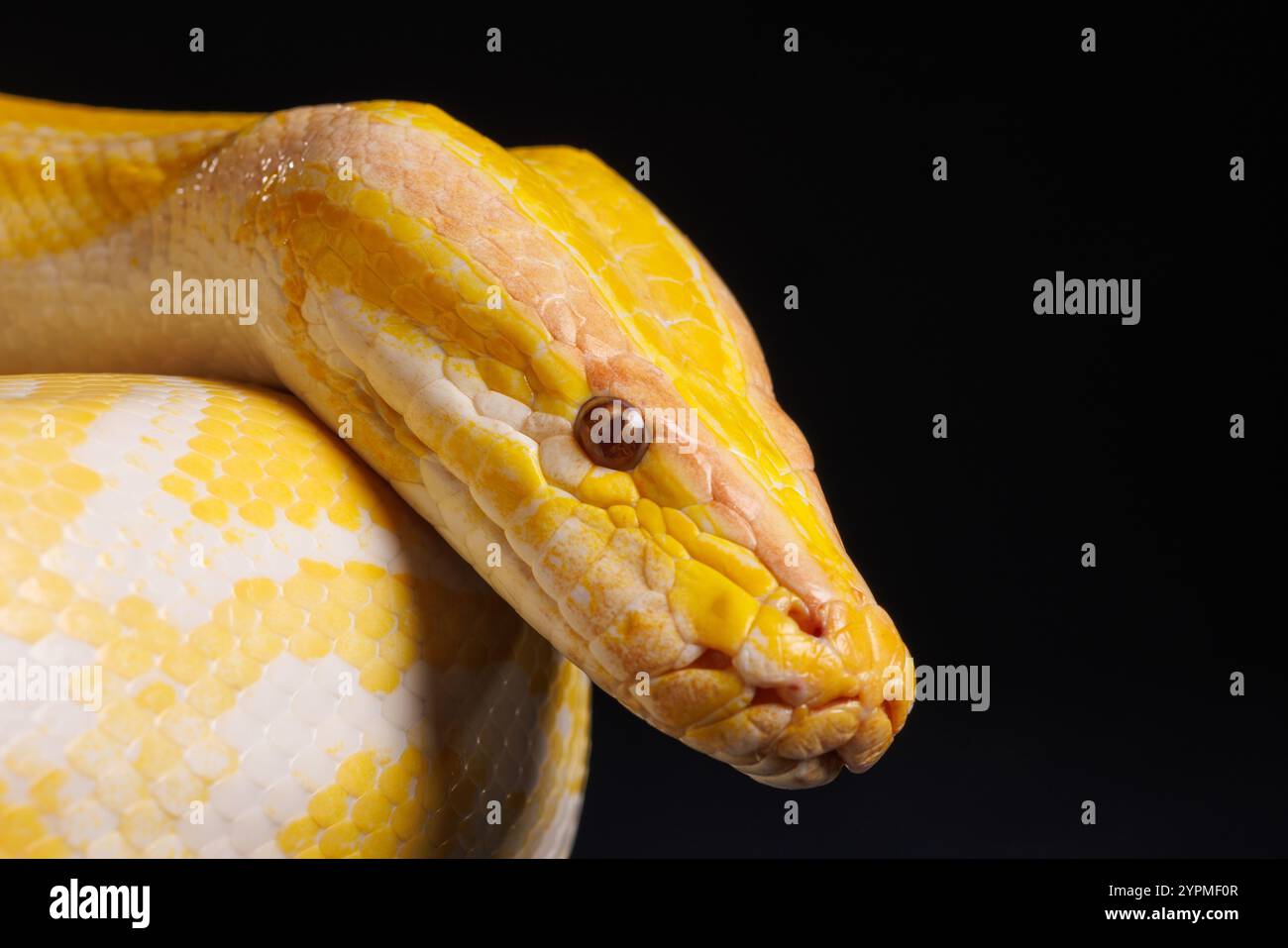 Close up of golden yellow python with tongue hanging out on black ...