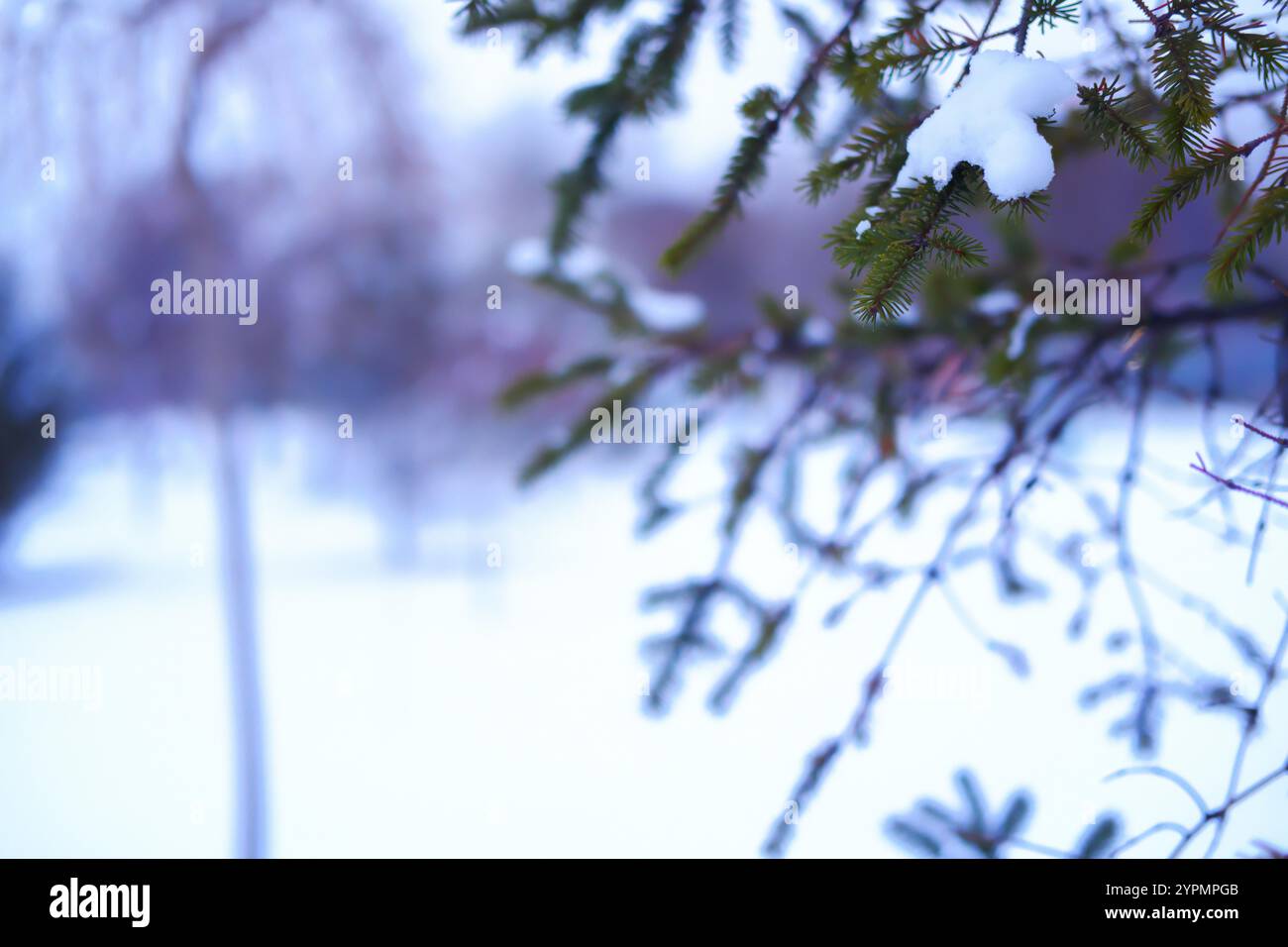 Close up photo of snow on pine tree branch in winter Stock Photo - Alamy