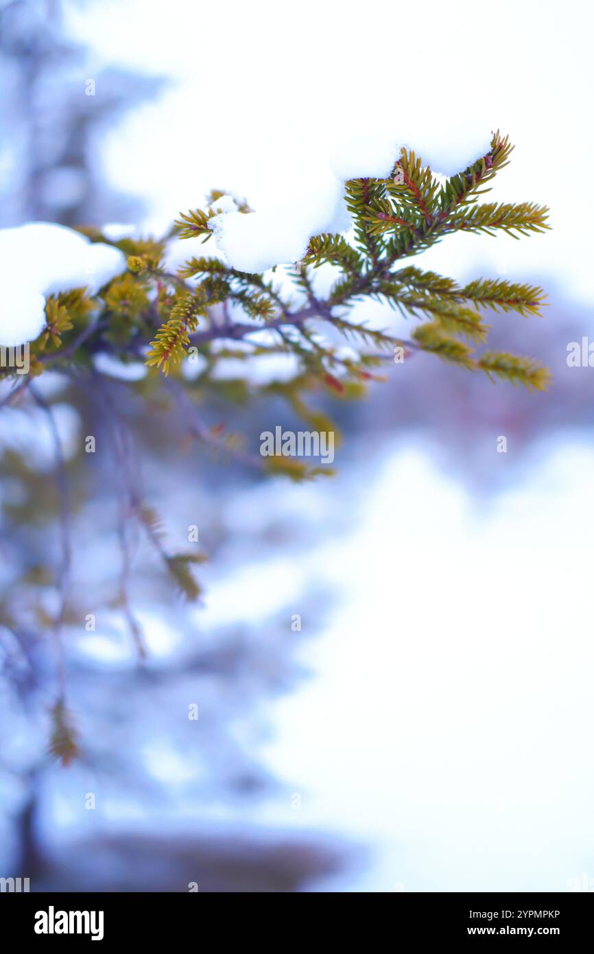 Close up photo of snow on pine tree branch in winter Stock Photo - Alamy