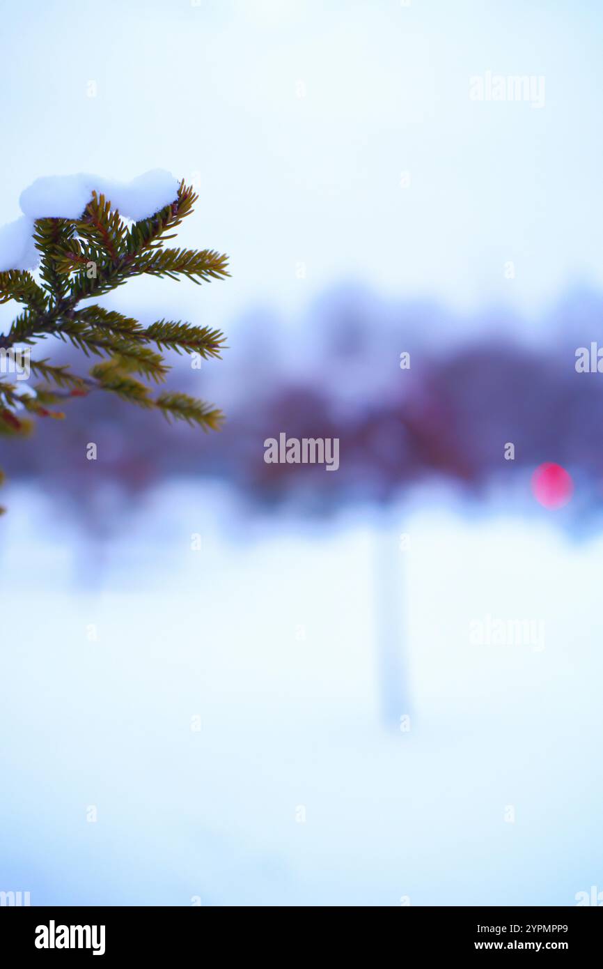 Close up photo of snow on pine tree branch in winter Stock Photo - Alamy