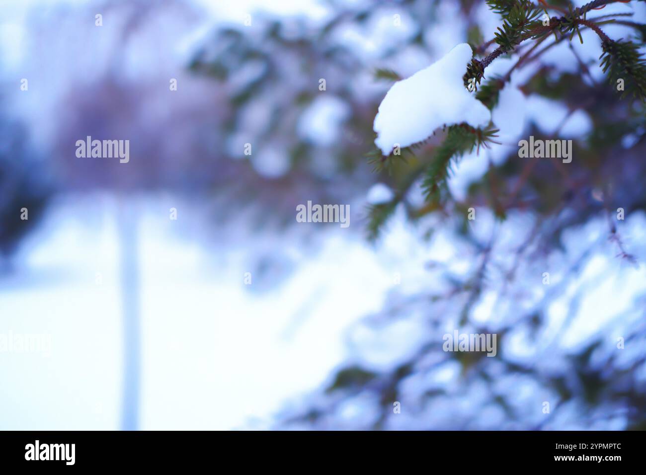 Close up photo of snow on pine tree branch in winter Stock Photo - Alamy