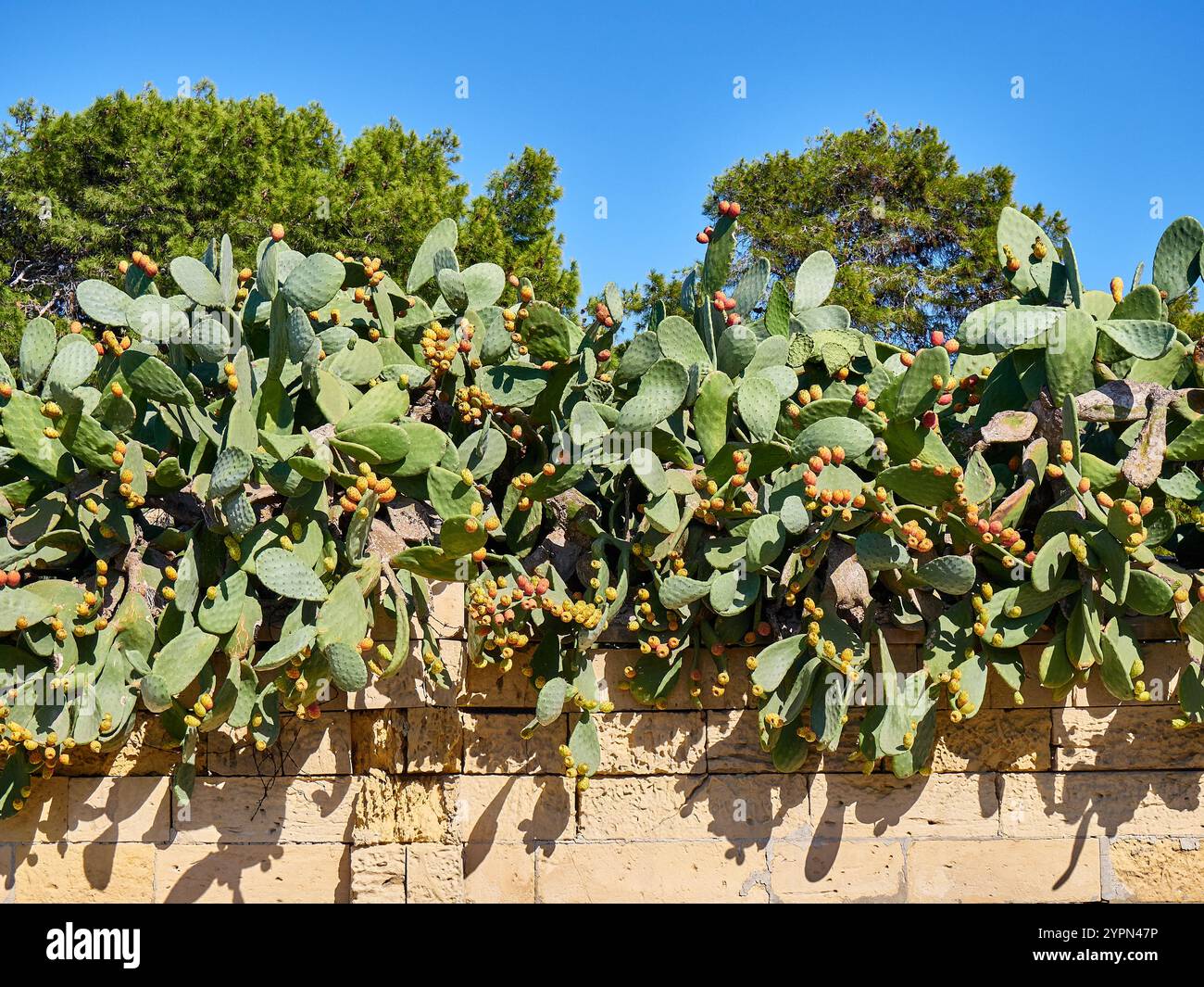 Prickly pear cactus with fruits on a sunny day in Valletta, Malta Stock  Photo - Alamy
