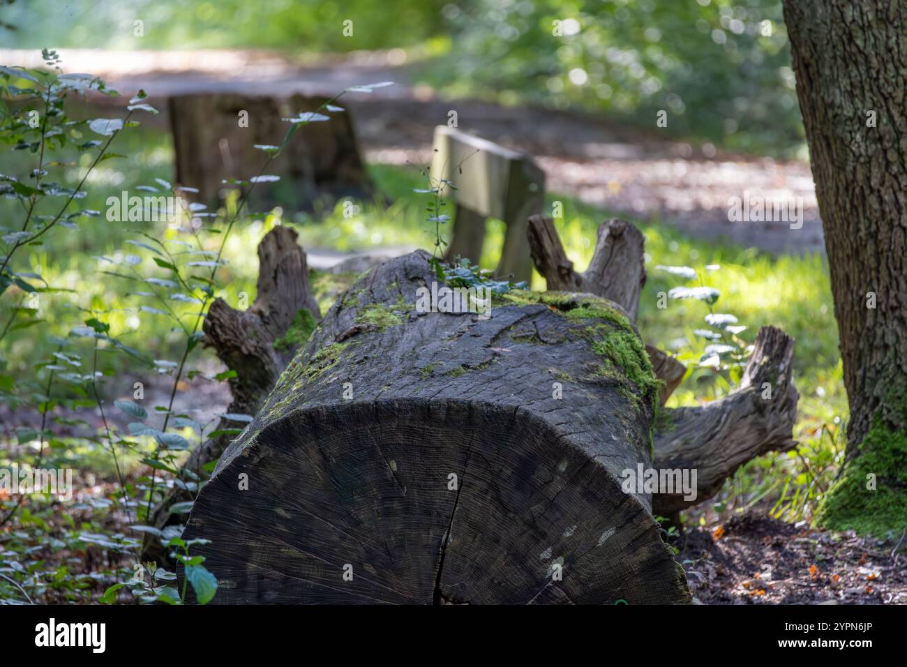 Log deforestation forest background hi-res stock photography and images ...