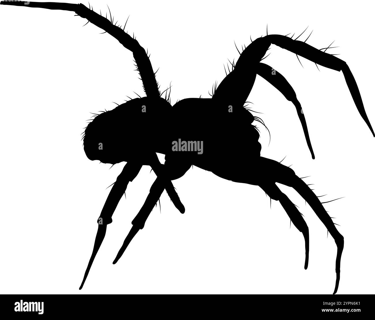 silhouette of spider isolated Stock Vector Image & Art - Alamy