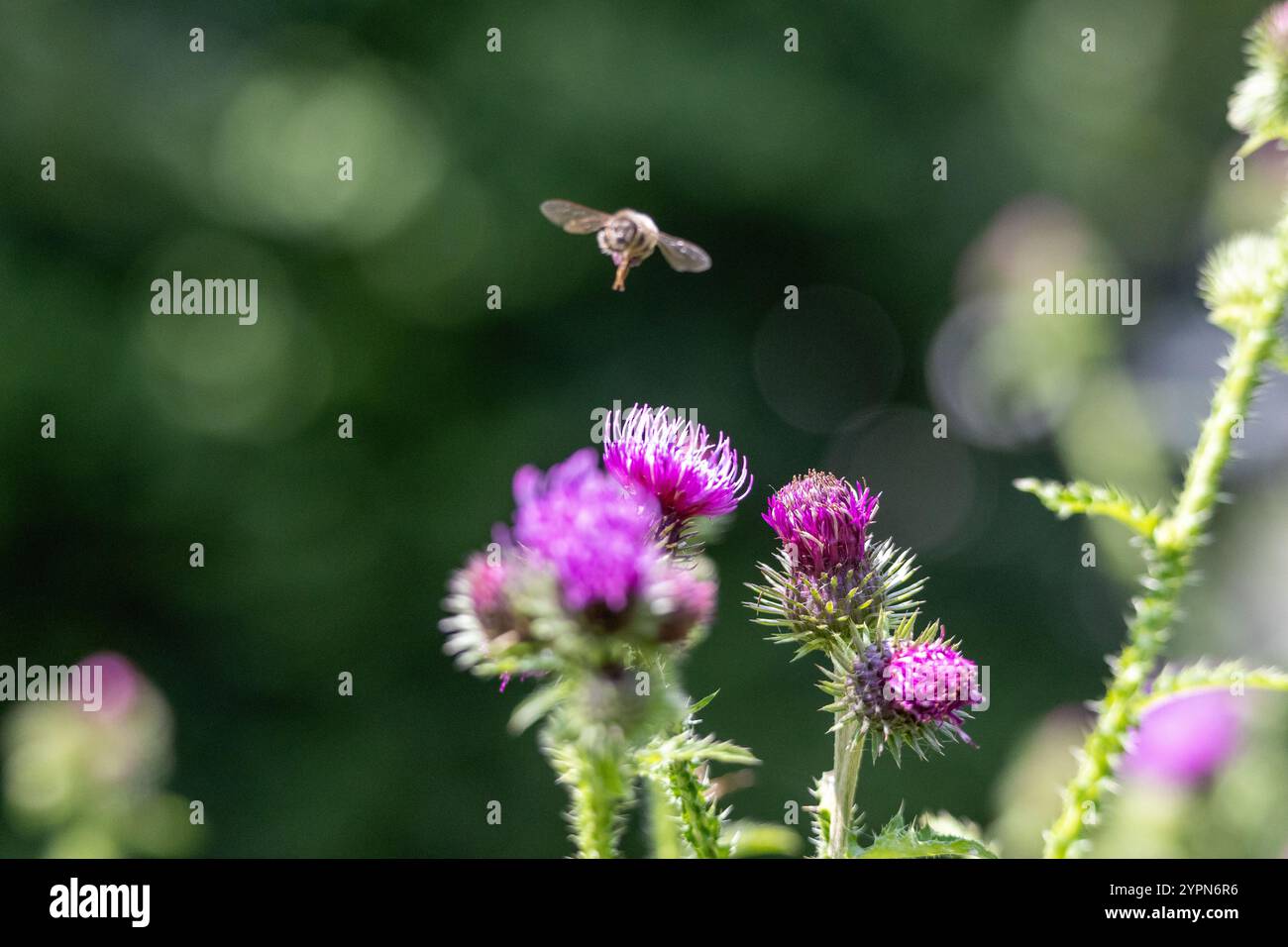A bee is sitting on a purple flower Stock Photo - Alamy
