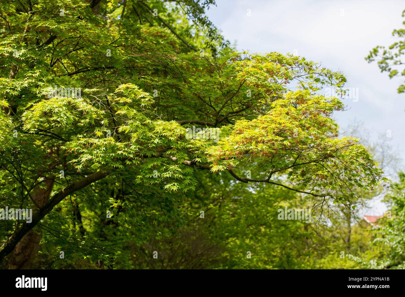 Tranquil Park Landscape Bathed in Morning Sunlight Stock Photo