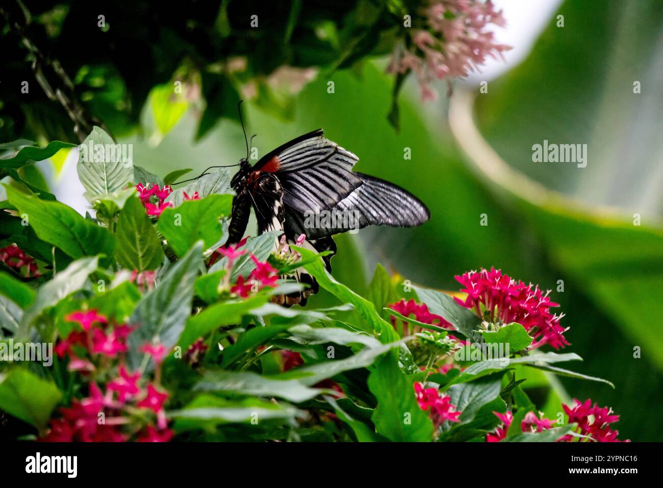 a butterfly sitting on a blossom Stock Photo