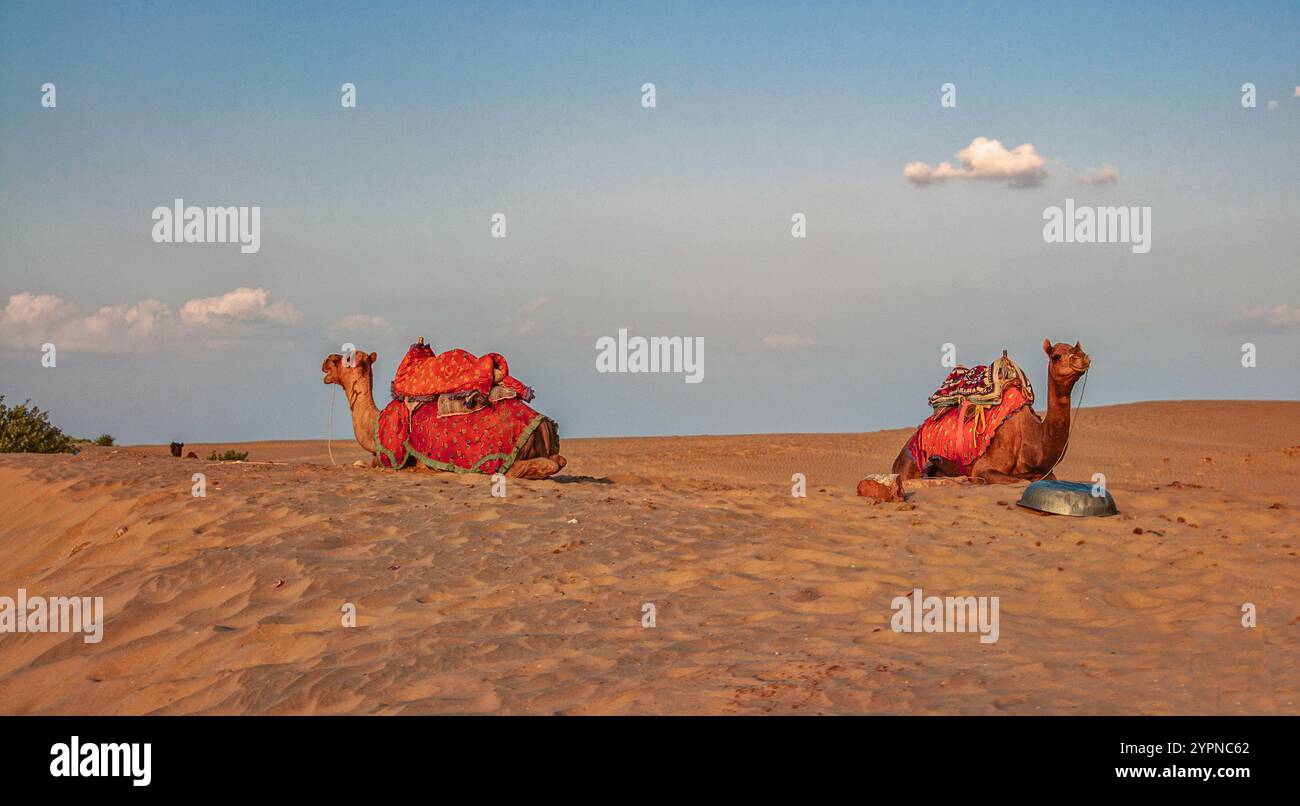 Asiatic camels hi-res stock photography and images - Alamy