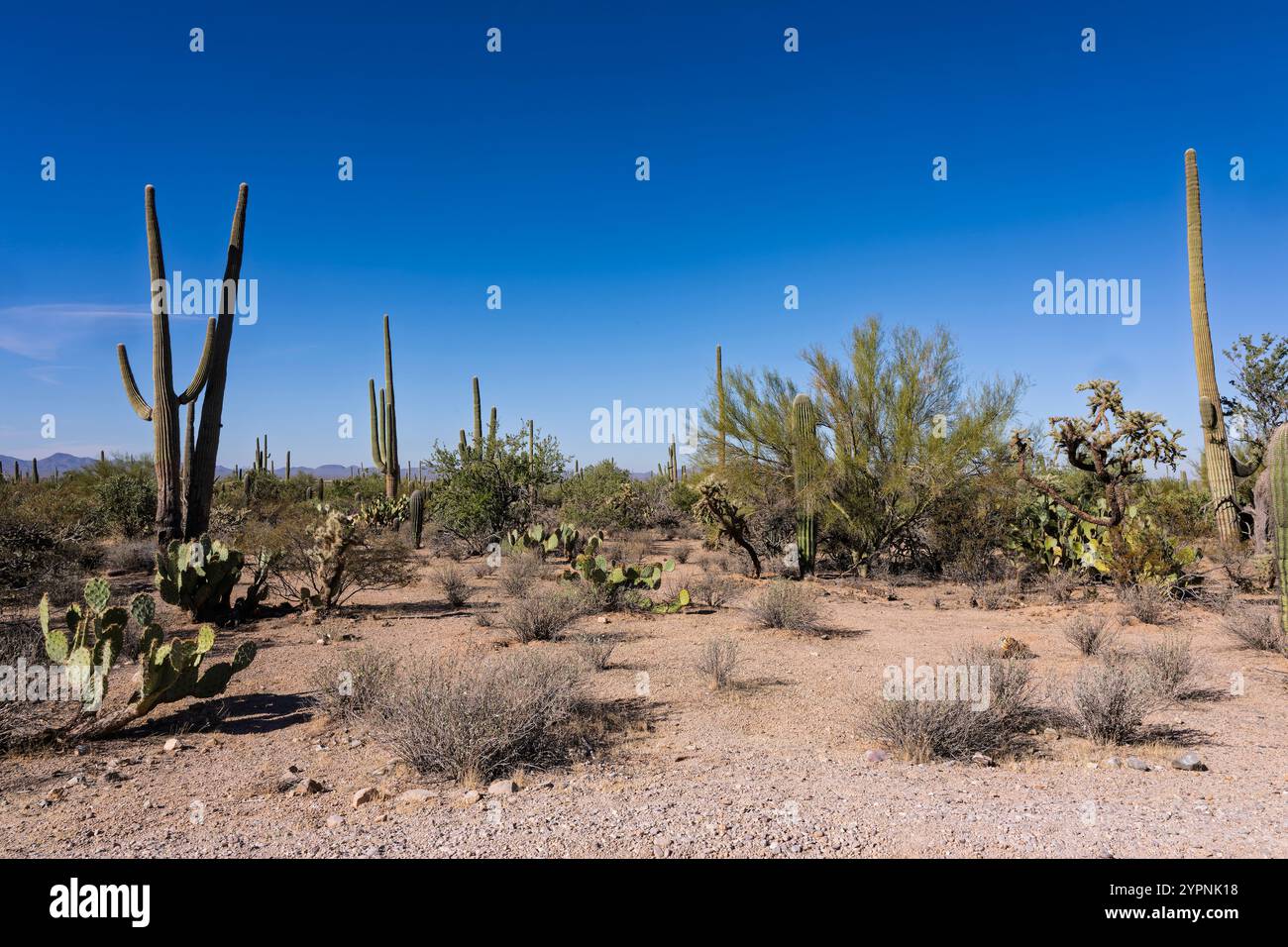 Saguaro Cactus in the Sonoran Desert near Tucson AZ Stock Photo - Alamy