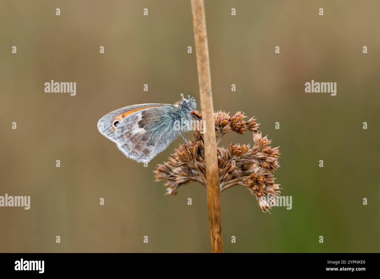 Small Heath Butterfly; Coenonympha pamphilus; Underwing; UK Stock Photo