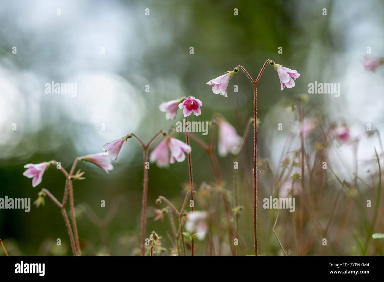 Twinflower; Linnaea borealis; Scotland; UK Stock Photo