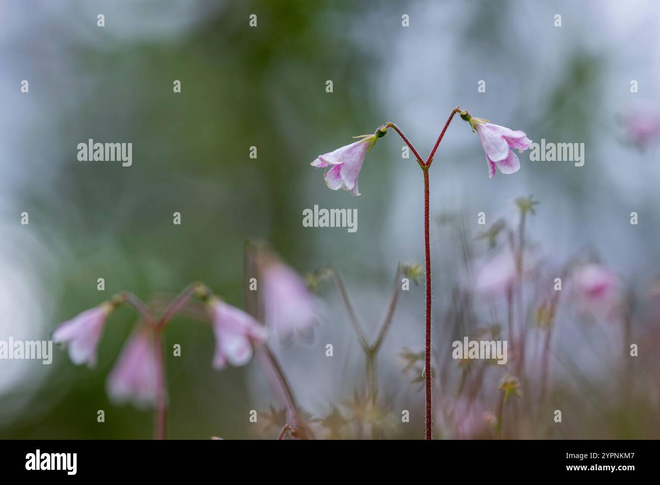 Twinflower; Linnaea borealis; Scotland; UK Stock Photo
