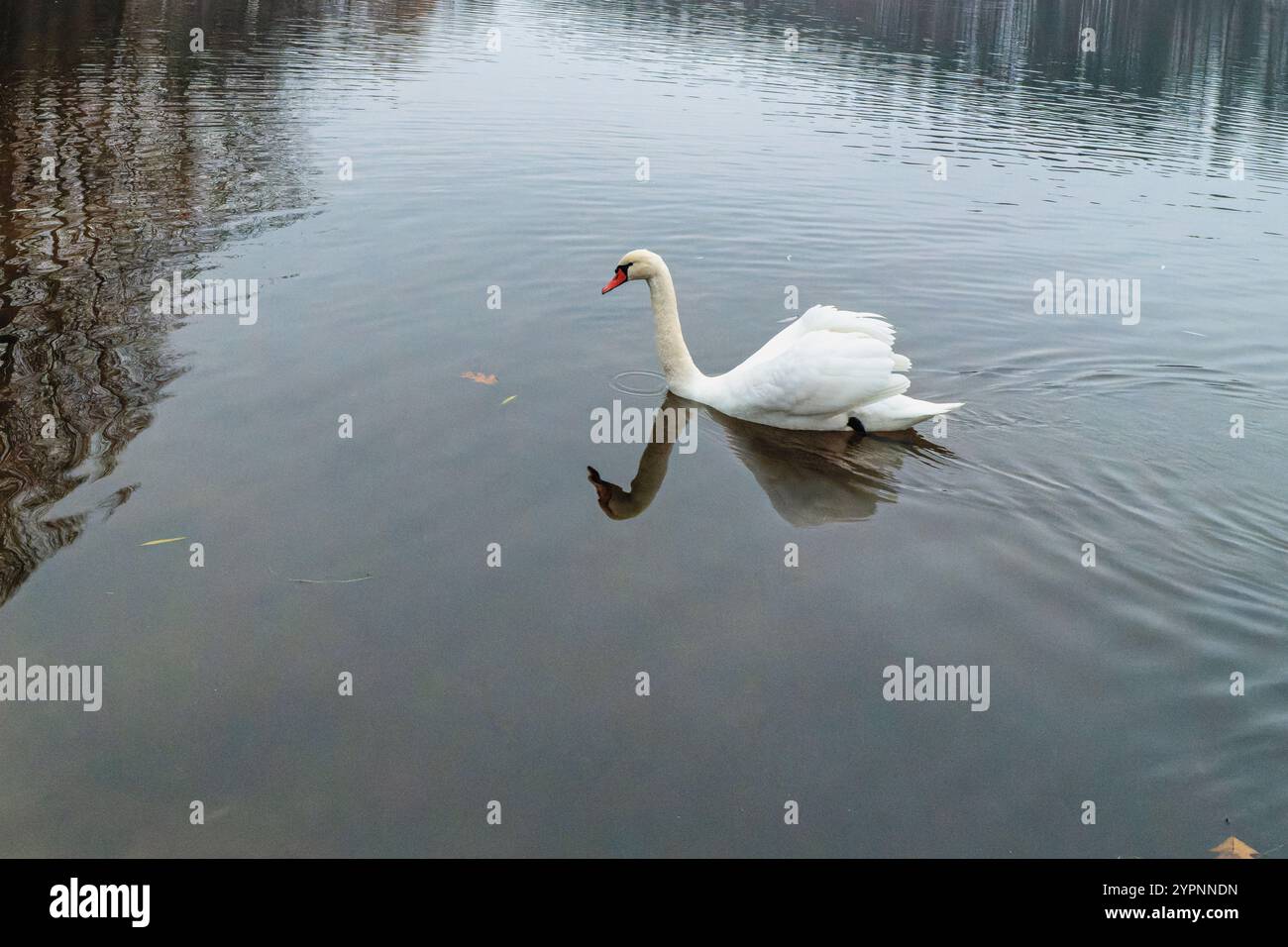 beautiful white swan swimming in the lake Stock Photo - Alamy