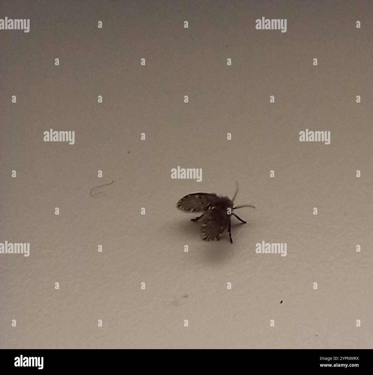 Bathroom Moth Fly (Clogmia albipunctata Stock Photo - Alamy