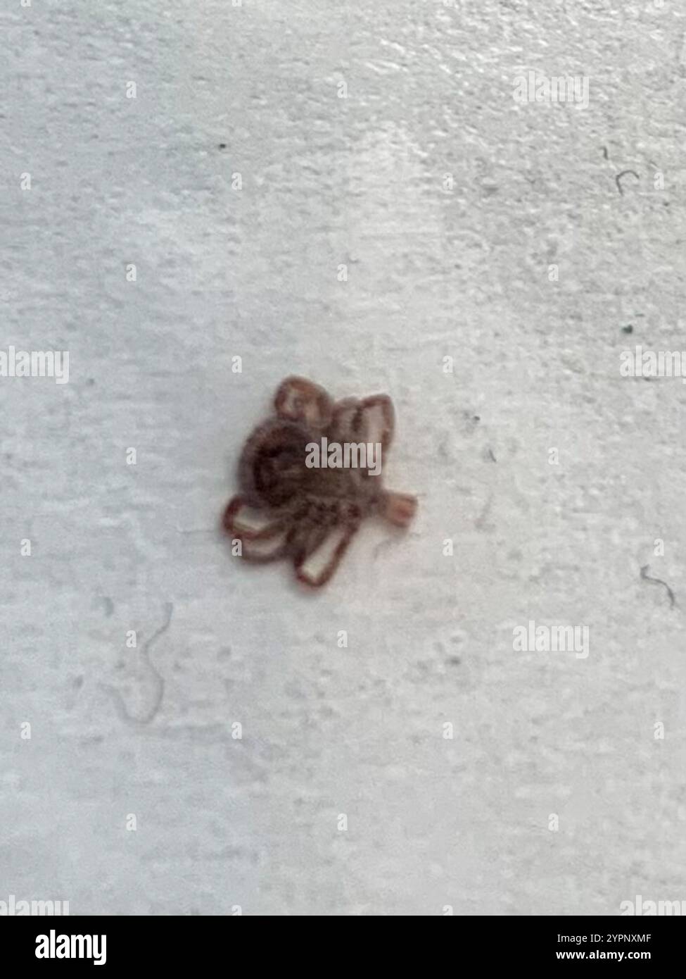 Lone Star Tick (Amblyomma americanum) Stock Photo