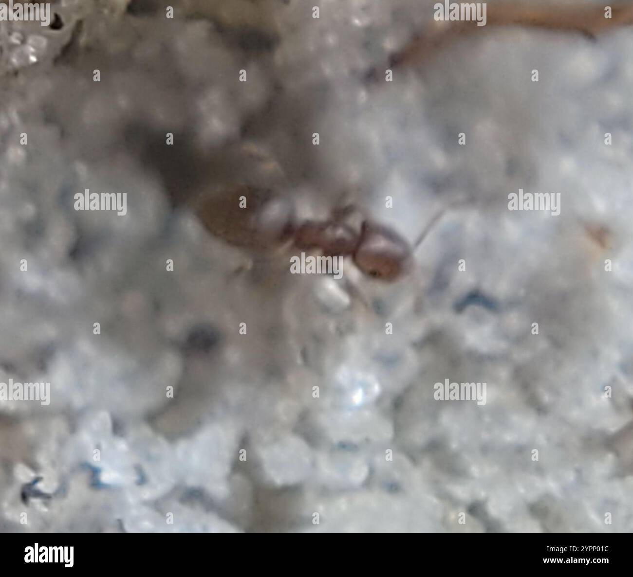 Seaside Rover Ant Obscurior hi-res stock photography and images - Alamy