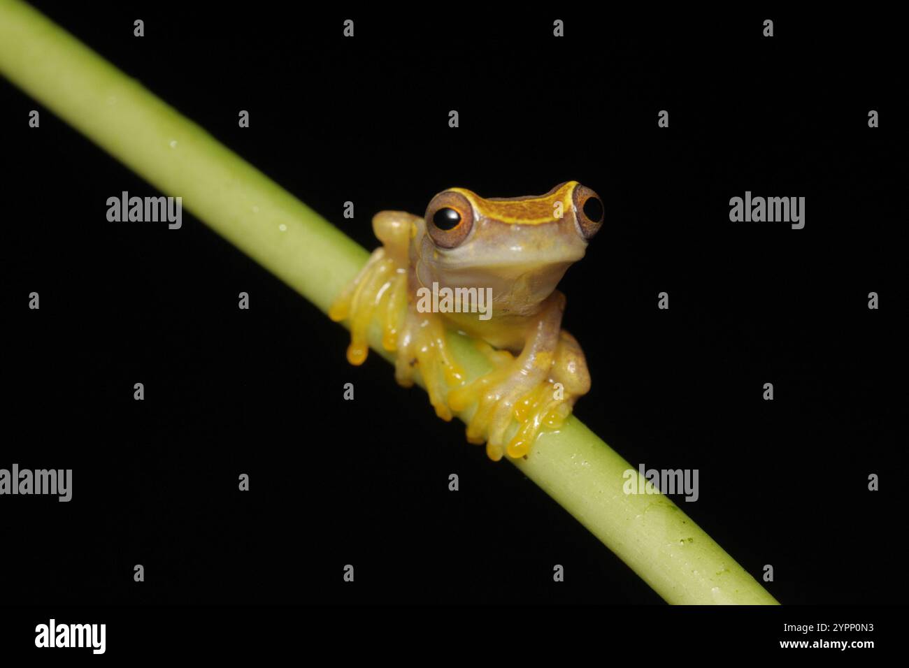 Frogs and Toads (Anura Stock Photo - Alamy
