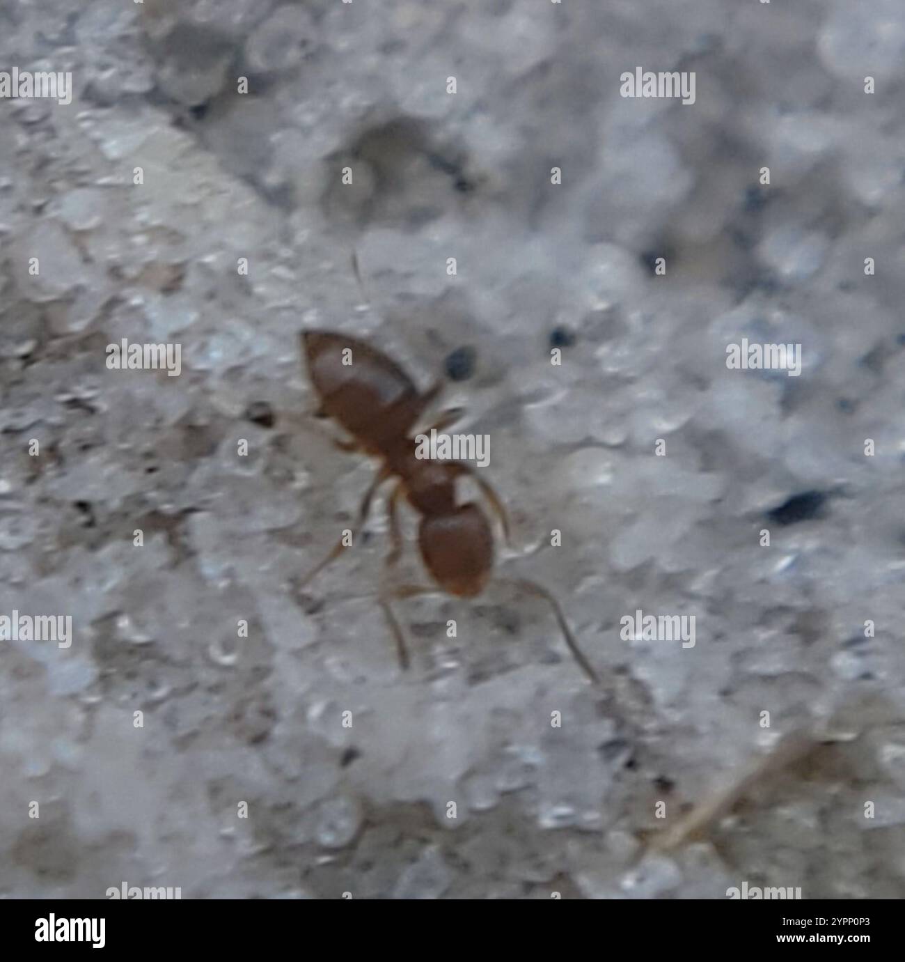 Seaside Rover Ant Obscurior hi-res stock photography and images - Alamy
