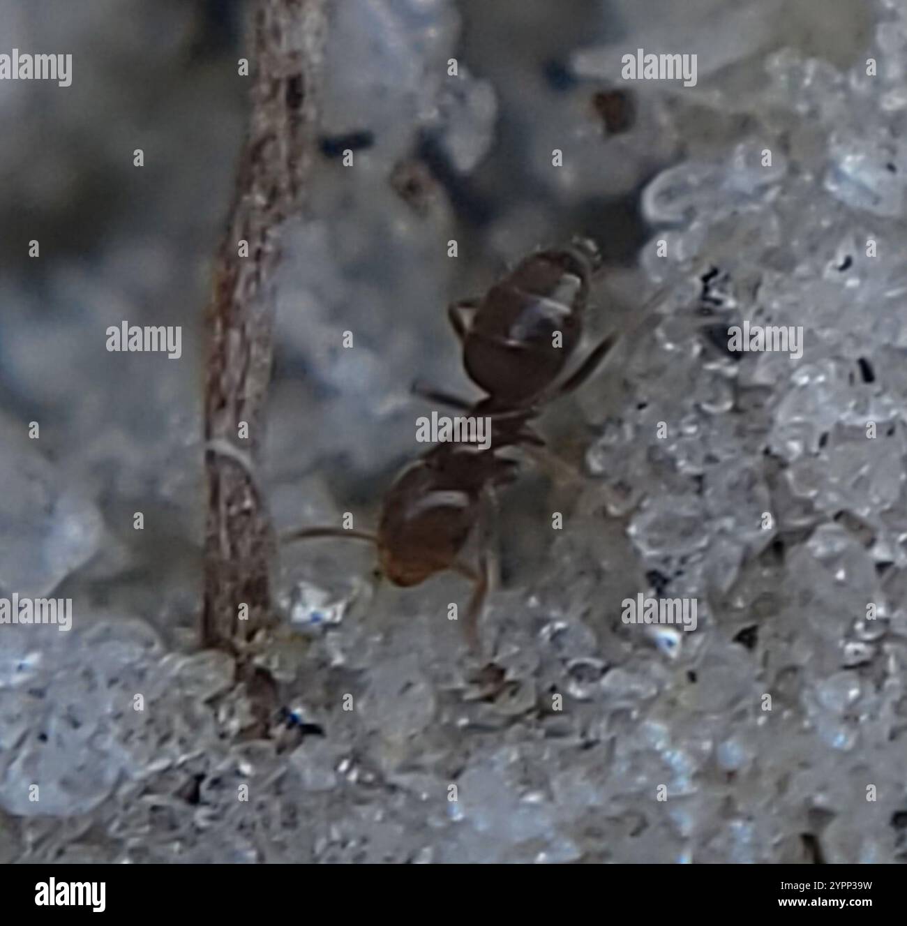 Seaside Rover Ant Obscurior hi-res stock photography and images - Alamy