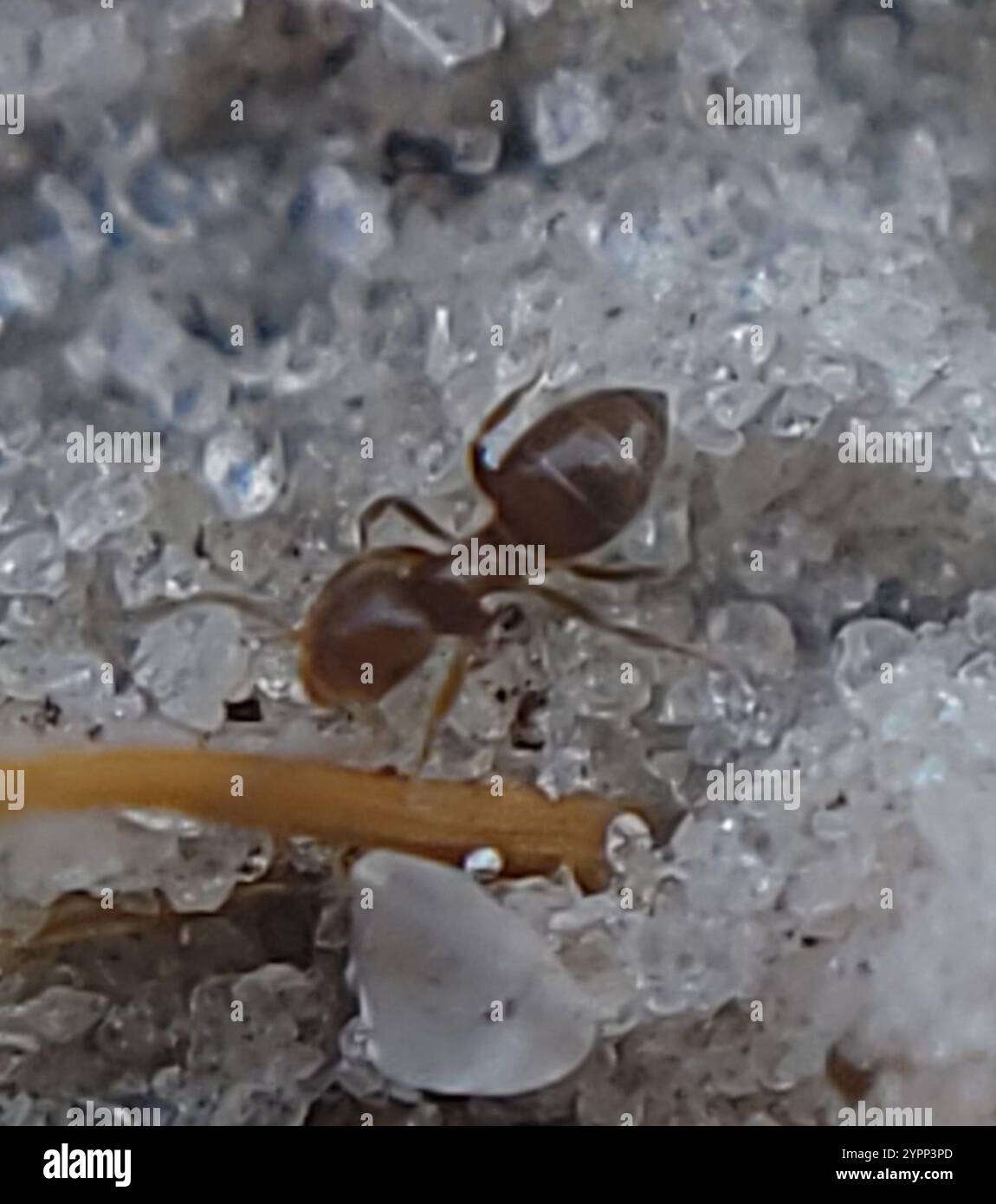 Seaside Rover Ant Obscurior hi-res stock photography and images - Alamy