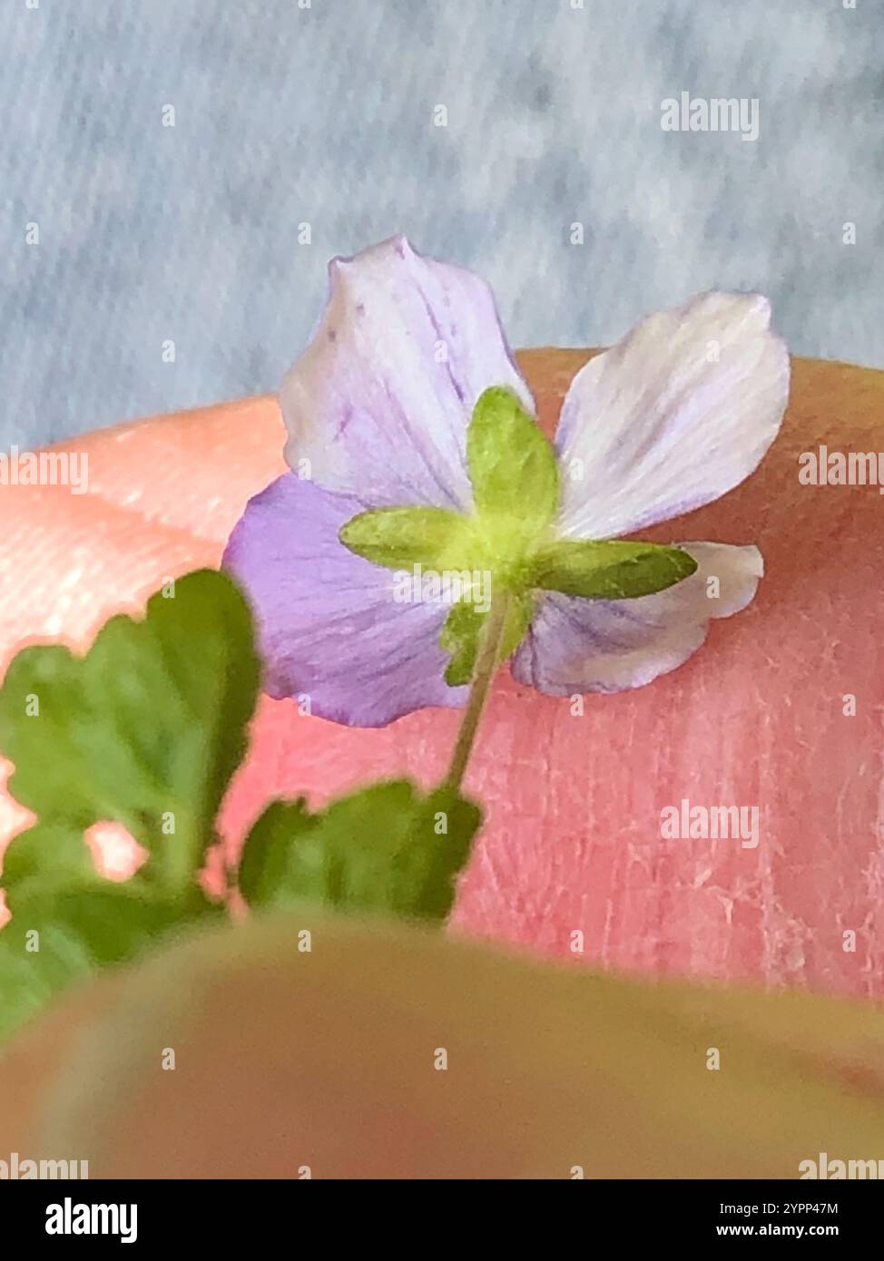 Slender speedwell (Veronica filiformis Stock Photo - Alamy