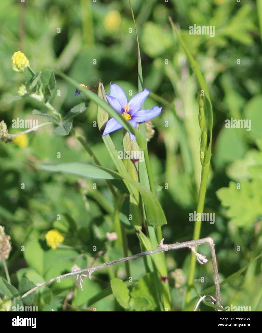 blue-eyed grasses (Sisyrinchium Stock Photo - Alamy