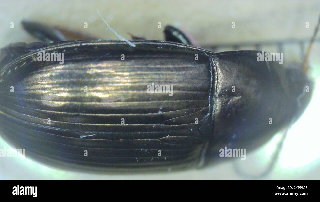 Common Sun Beetle (Amara aenea Stock Photo - Alamy