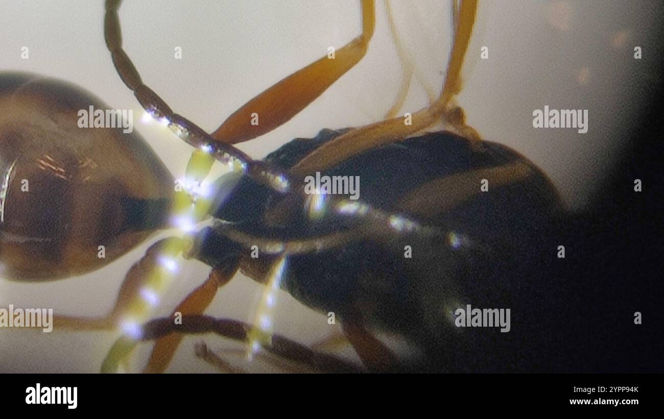 Anachus Insect Anacharis hi-res stock photography and images - Alamy