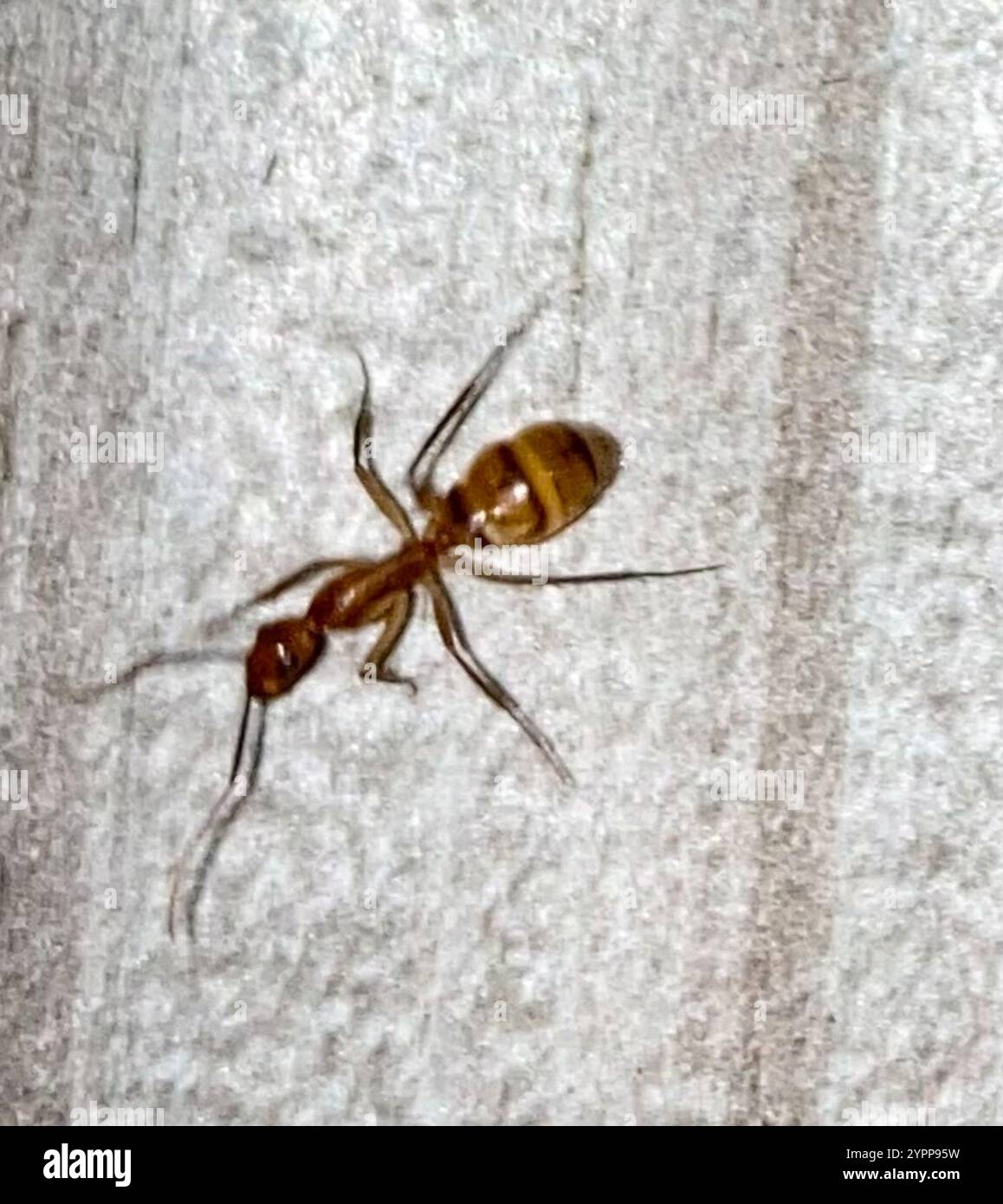 Caribbean Banded Carpenter Ant (Camponotus zonatus Stock Photo - Alamy