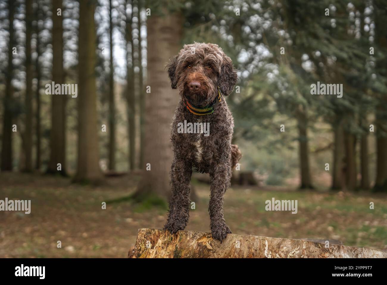 Springerpoo hi-res stock photography and images - Alamy