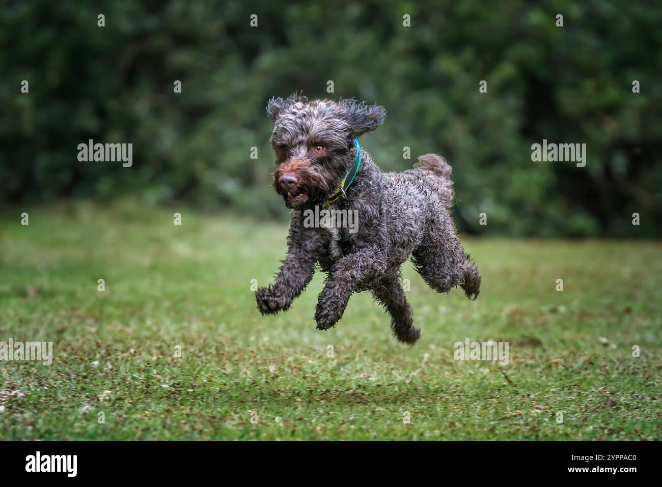 Springerpoo hi-res stock photography and images - Alamy