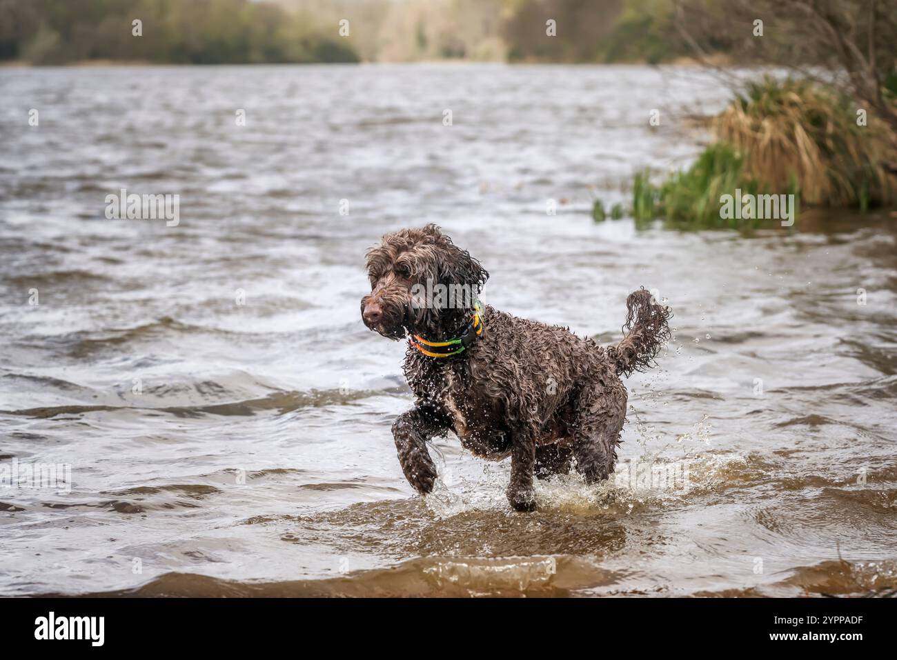 Brown springerpoo dog in Virginia Water Stock Photo - Alamy