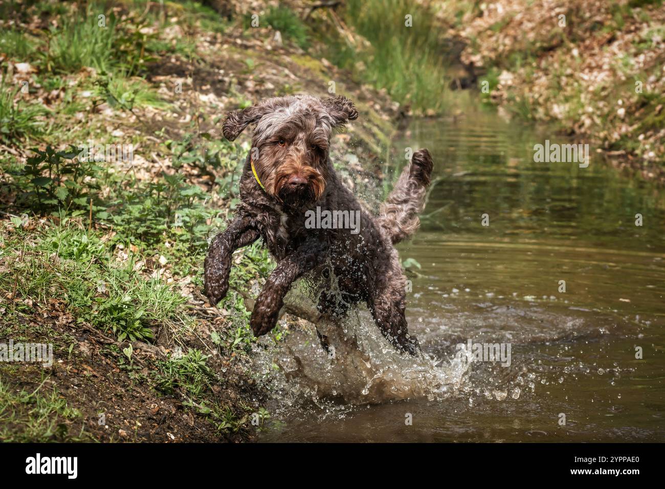 Springerpoo hi-res stock photography and images - Alamy