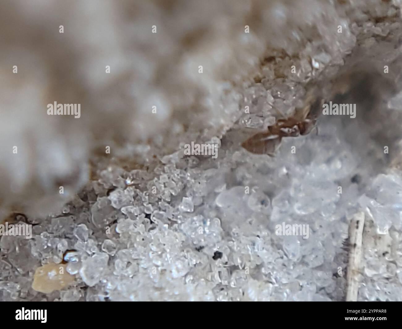 Seaside Rover Ant Obscurior hi-res stock photography and images - Alamy
