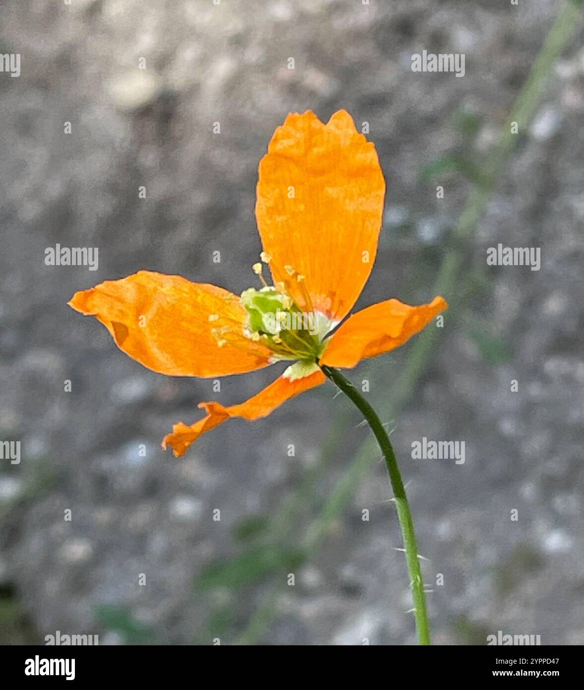 Papaver californicum hi-res stock photography and images - Alamy