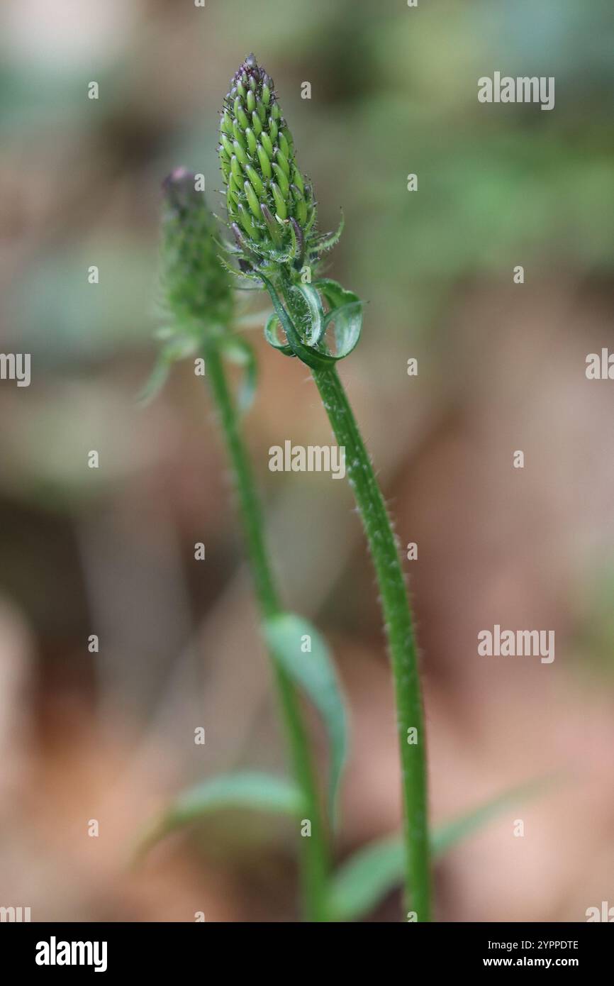Black rampion phyteuma nigrum hi-res stock photography and images - Alamy