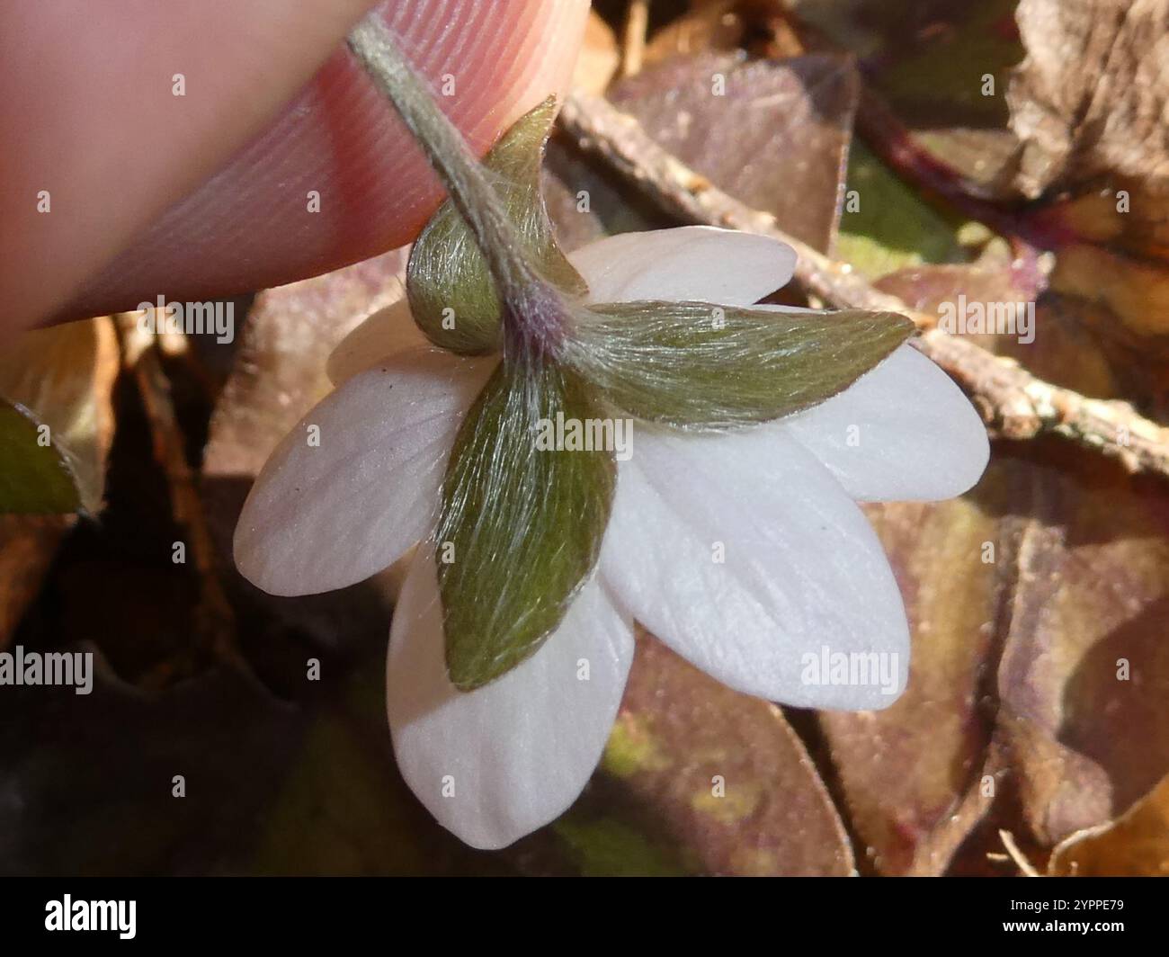 sharp-lobed hepatica (Hepatica acutiloba Stock Photo - Alamy