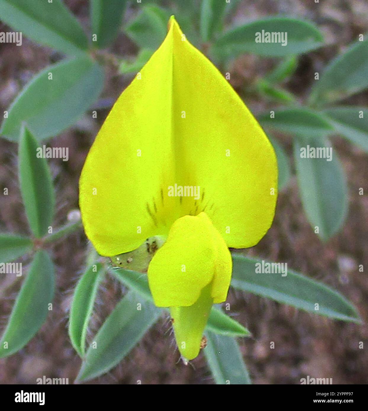 Wild Rattlepod Rattlepods hi-res stock photography and images - Alamy