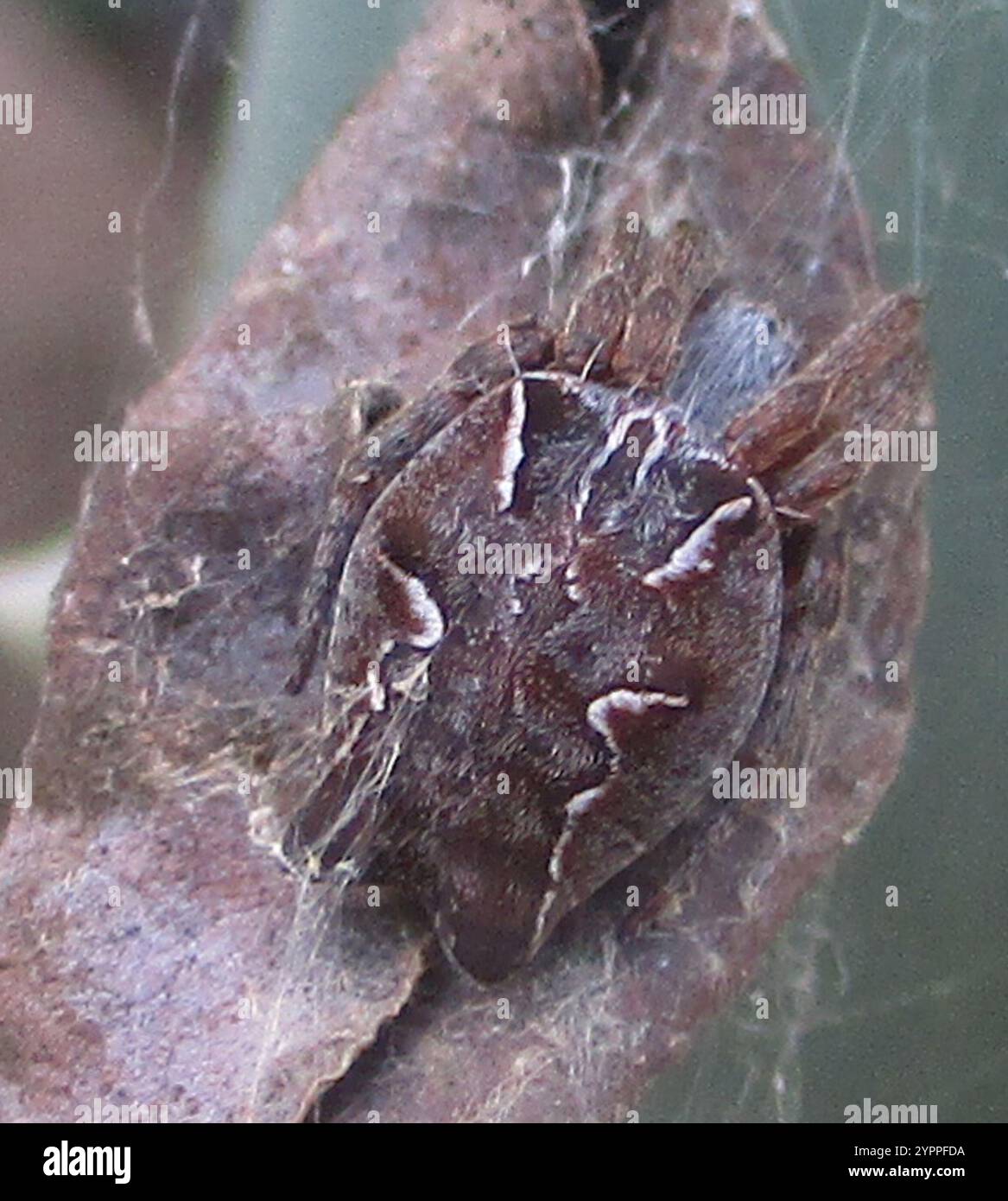 Tropical tent web spider hi-res stock photography and images - Alamy