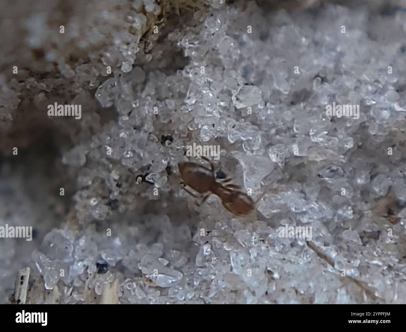 Seaside Rover Ant Seaside Rover Ant (Brachymyrmex obscurior Stock Photo - Alamy